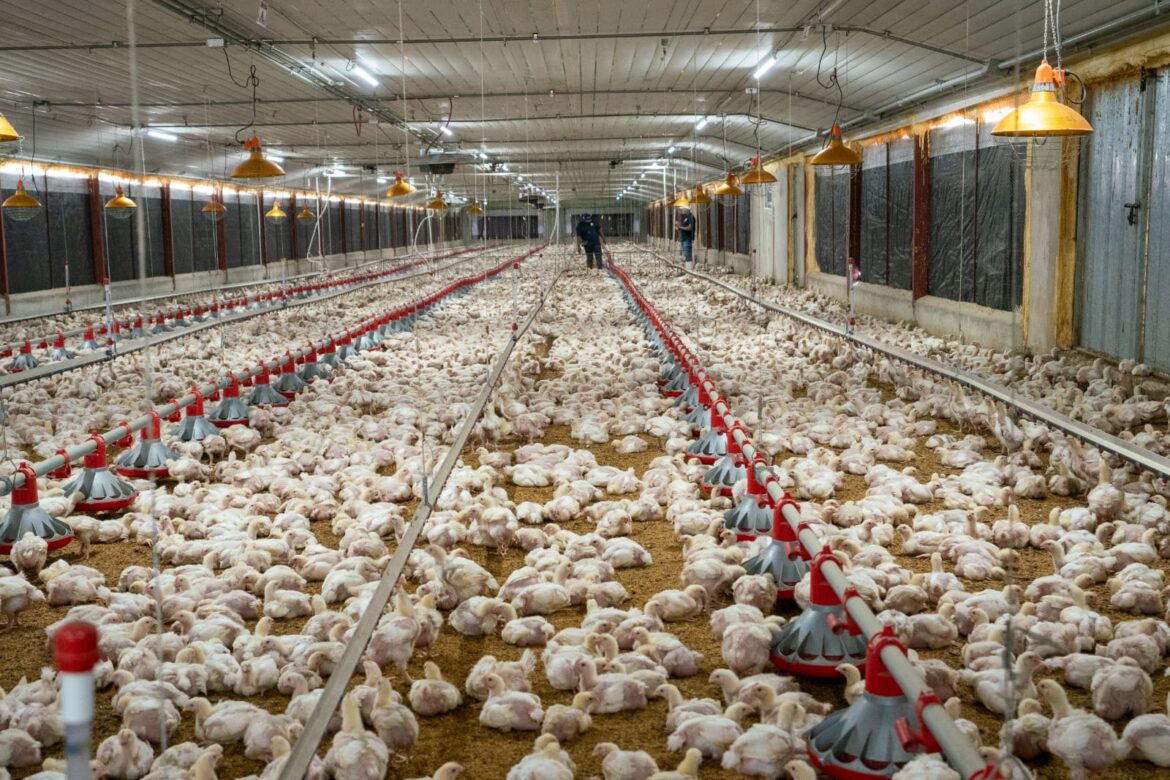 La ADA asegura crecimiento de la producción avícola impulsa la seguridad alimentaria